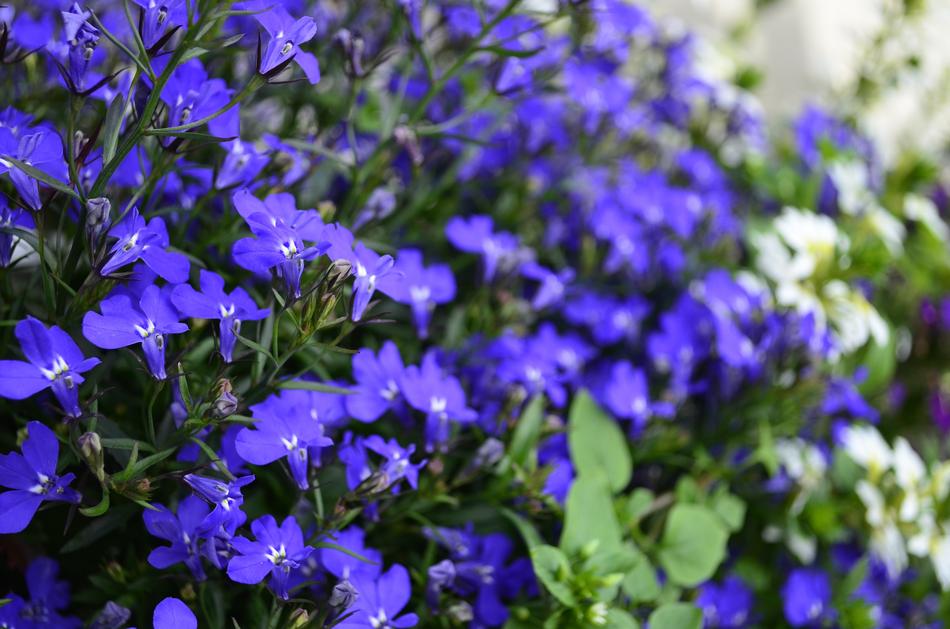 Flowers Blue