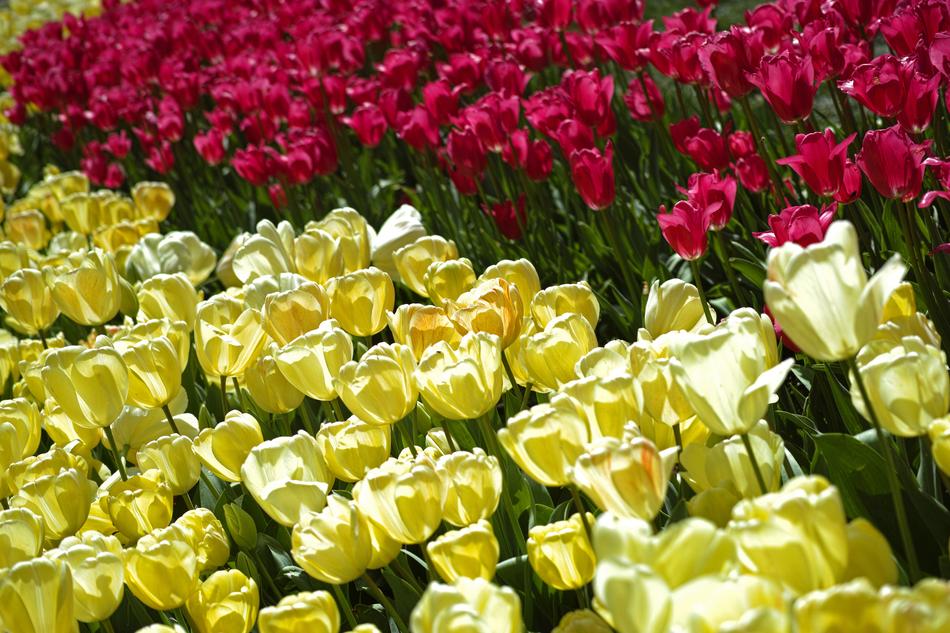 Tulips Flower Detail