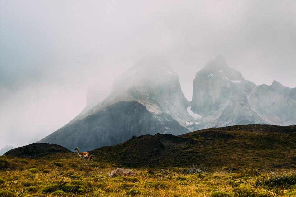 snowy mountains with a field of dry
