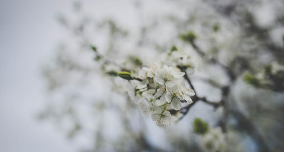 White Flower Bloom