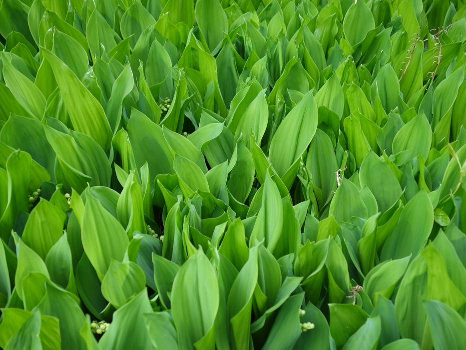 green sprouts beautifully