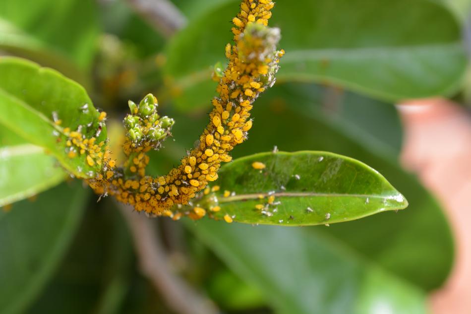 long plant with green leaves