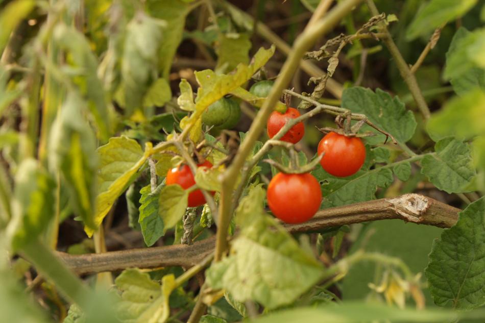 tasty garden tomatoes