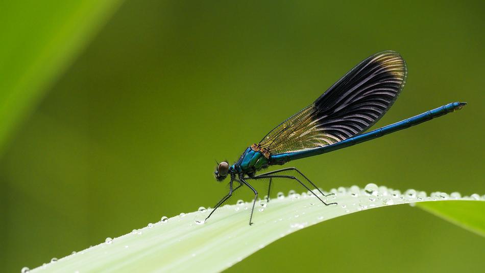 Nature Insects Dragonfly
