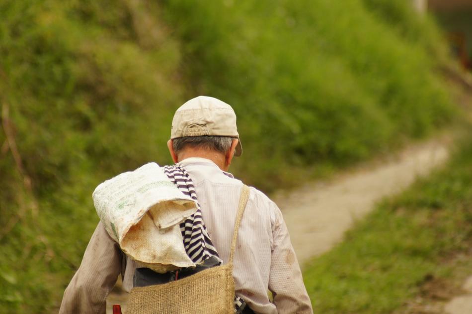 Back view of the man, in the cap, on the path, among the colorful plants in Cambodia