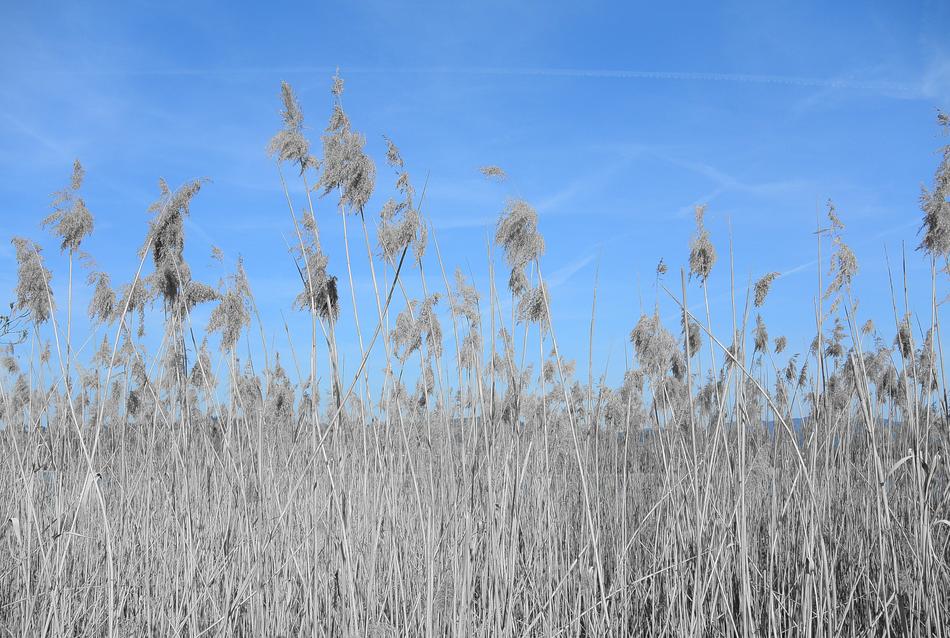 field of plants flora beautiful