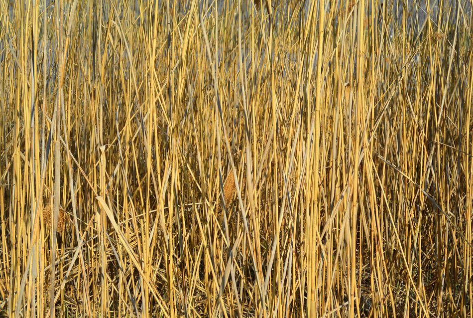 wheat field plant species
