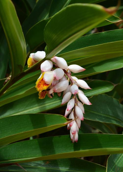 tropical white plant