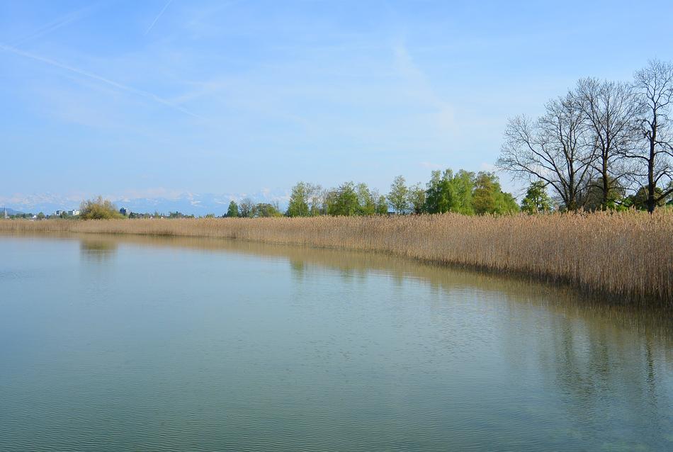 Landscape of Reed on lake Bank