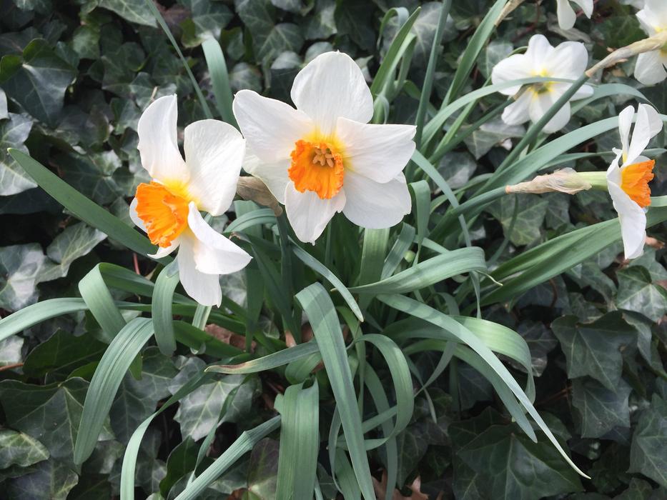 Daffodils Plants in the Garden