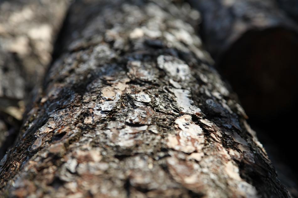 tree shell wood