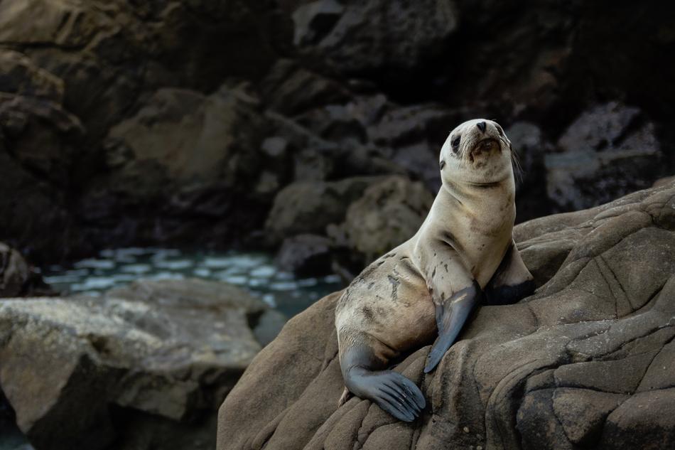 white animal on the rocks