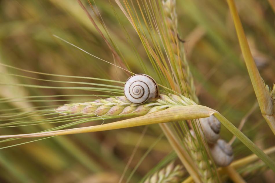 wheat snails