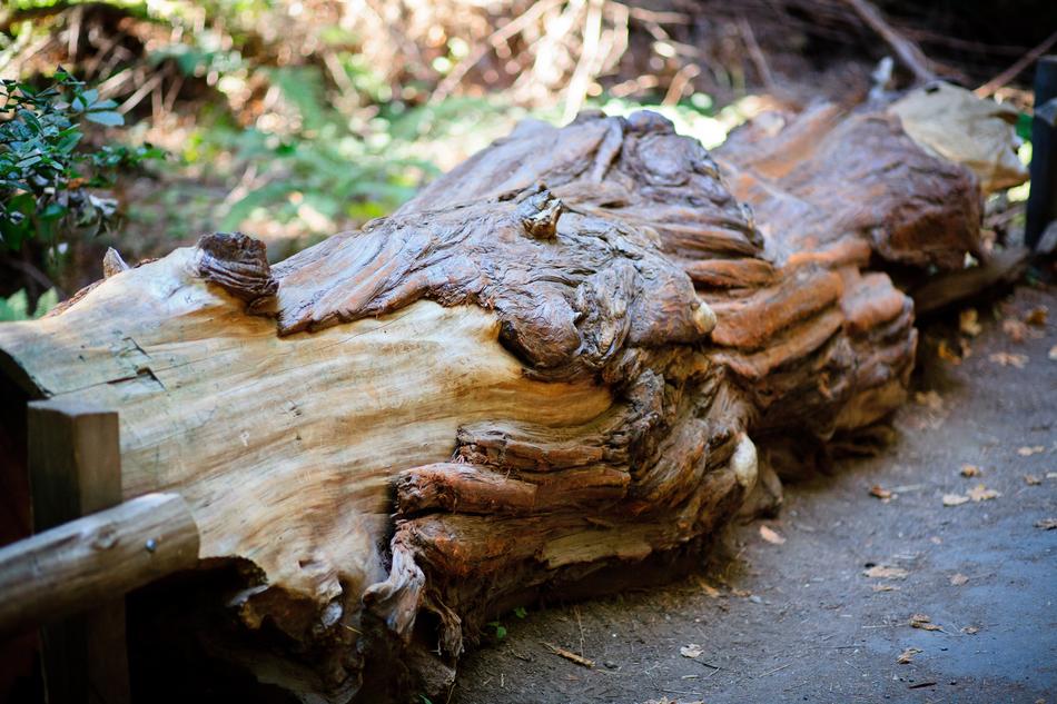 Log Woods in Nature