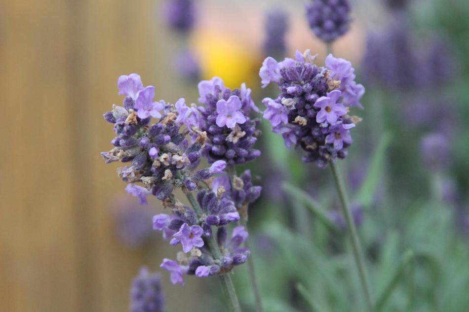 purple flowers blossoms