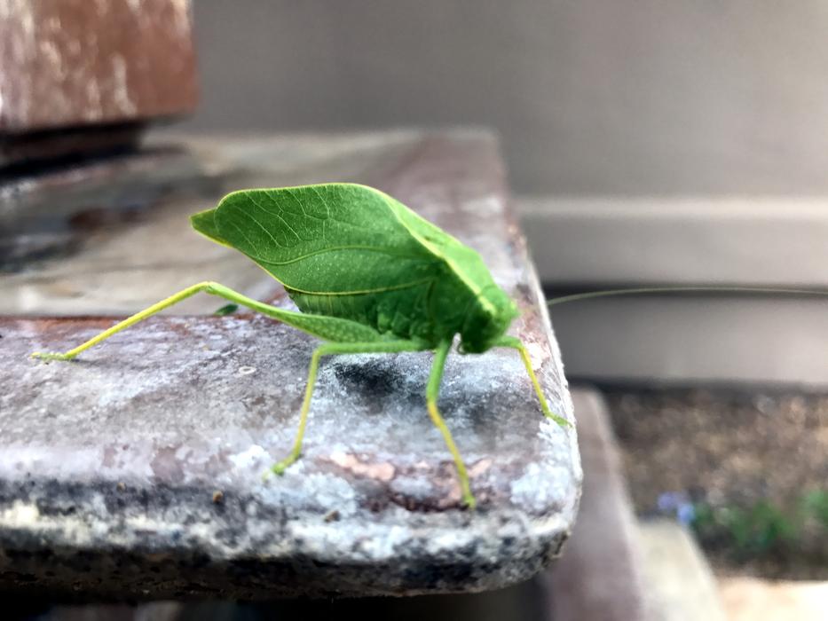 Katy Did Insects Katydid