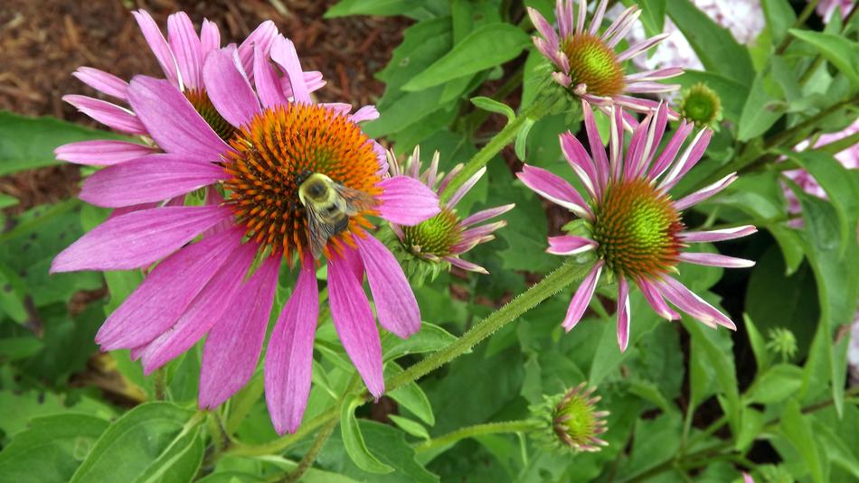 Flowers Purple Coneflower