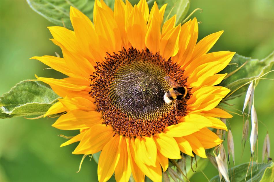 Sunflower Flower Blossom