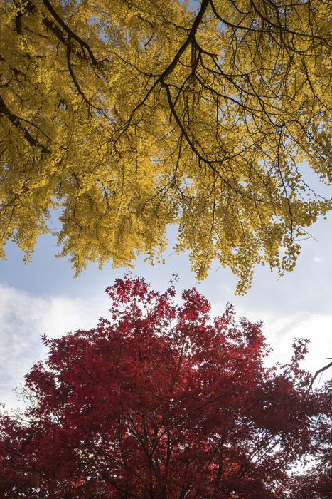 gorgeous trees and leaves in autumn