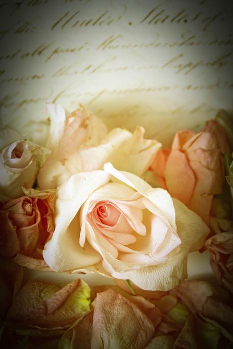 vintage bouquet of roses on the background of the letter