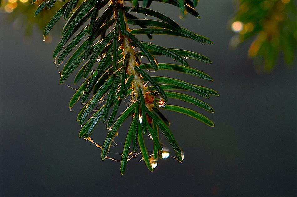 drops of water on a thorny branch