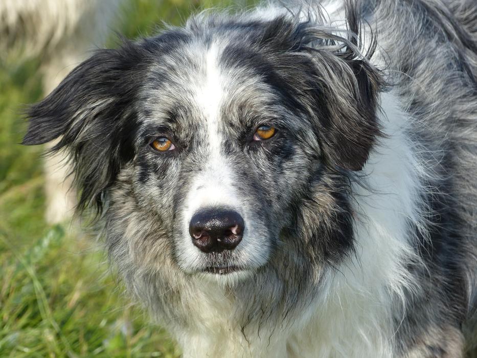 Dog Border Collie pet