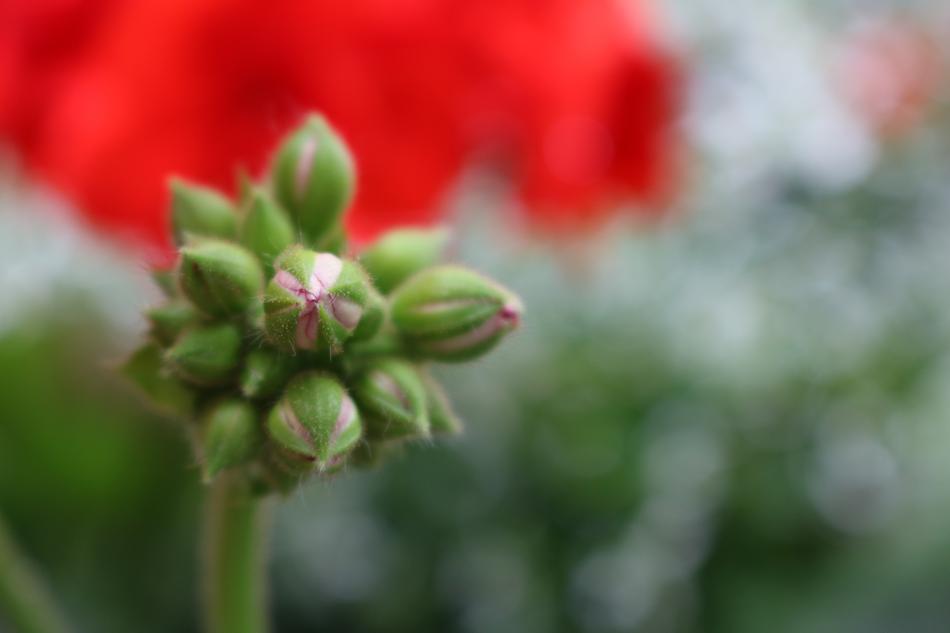 Flower Spring Plant