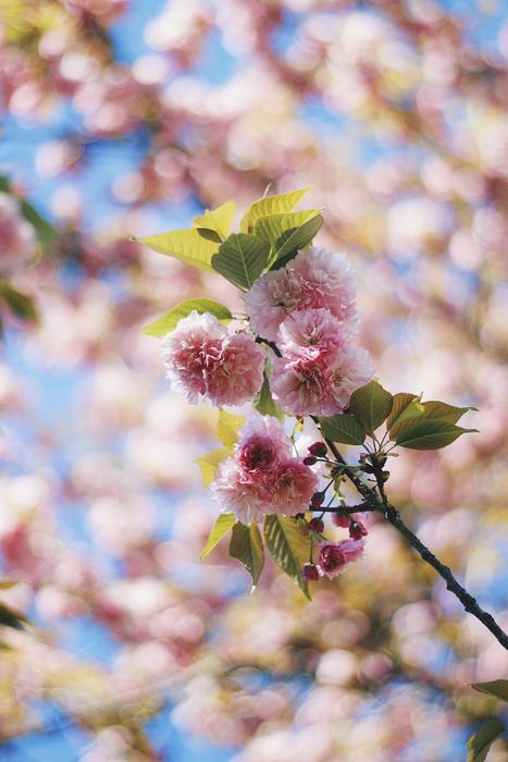 pink little flowers