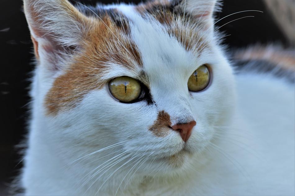 Cat Animal White