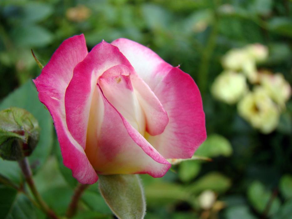 Rose Flower