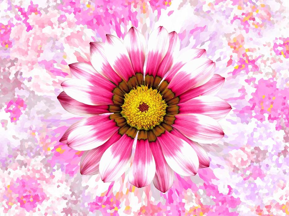 a beautiful pink summer flower