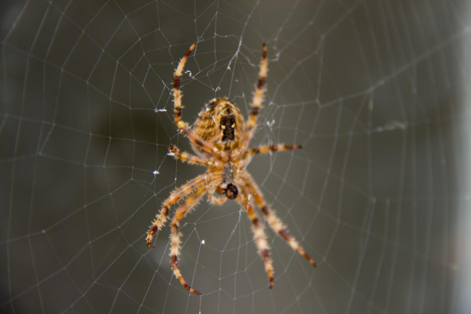 a big spider on a spider's web is scary