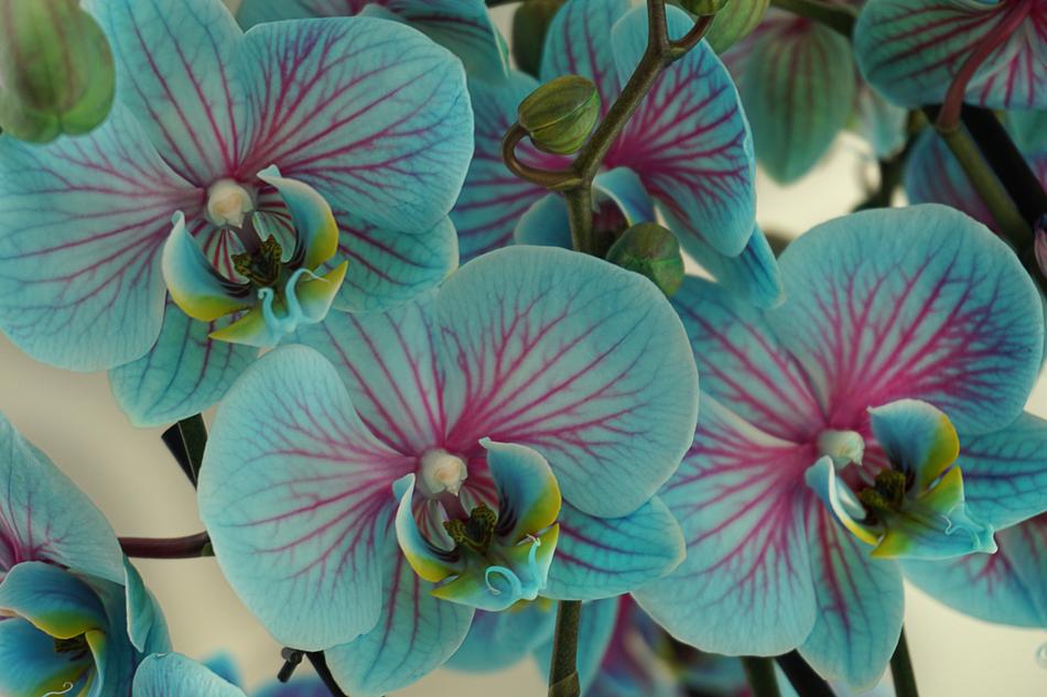 tropical blue orchid