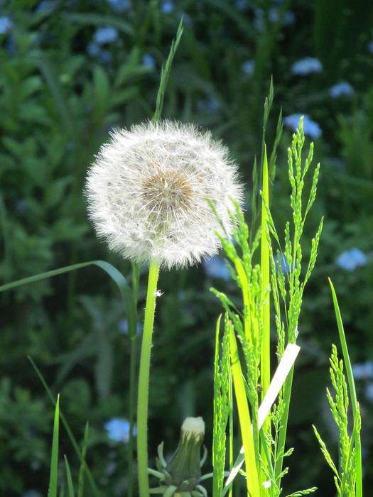 fluffy Dandelion iN Nature