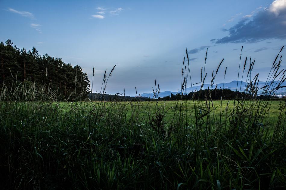 Grass Before The Rain Nature