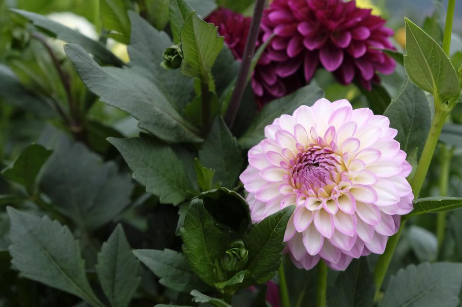 blooming beautiful flowers on green foliage