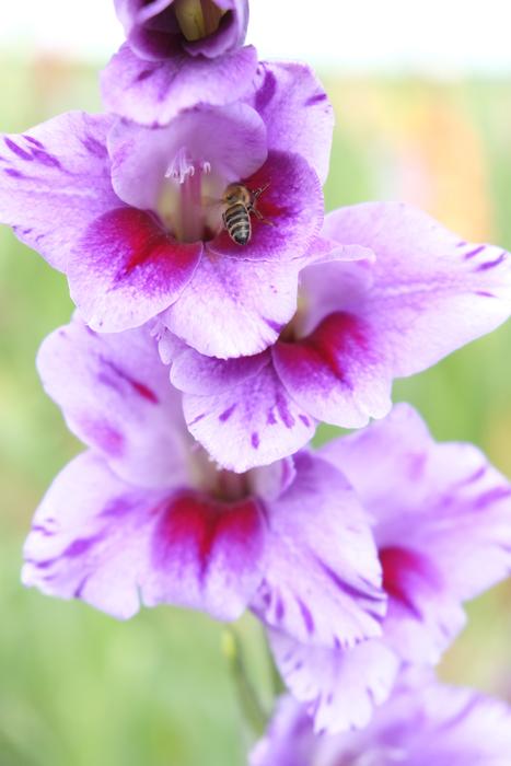 unusual macro colored flower