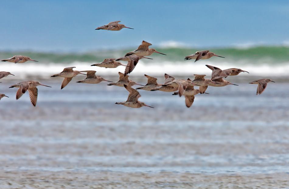 Bird The Kind Flight