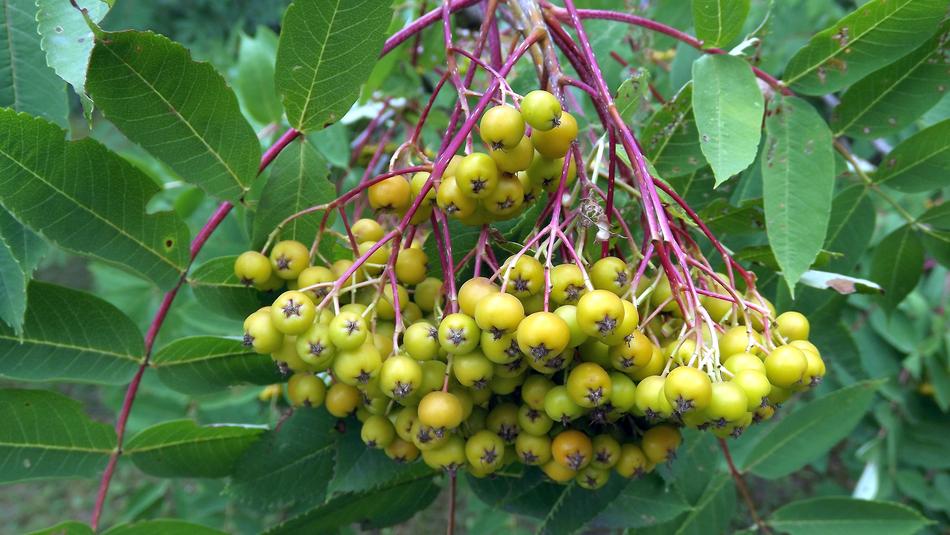 rowan Tree Foliage