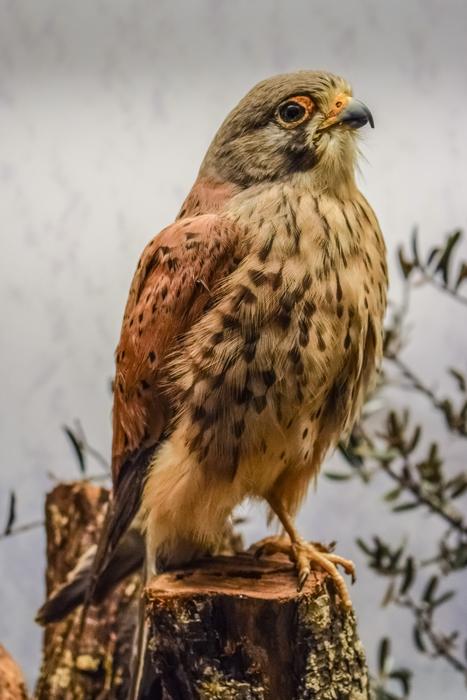 Hawk Animal Bird