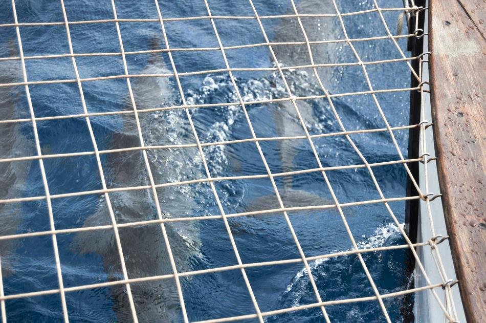dolphins background blue sea