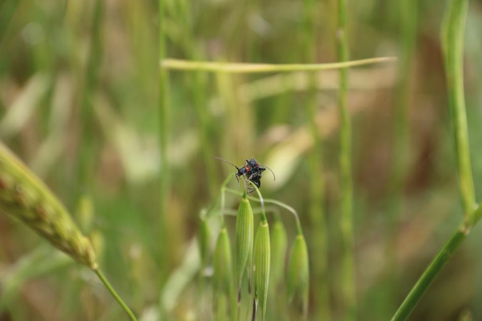 black insect in a green field
