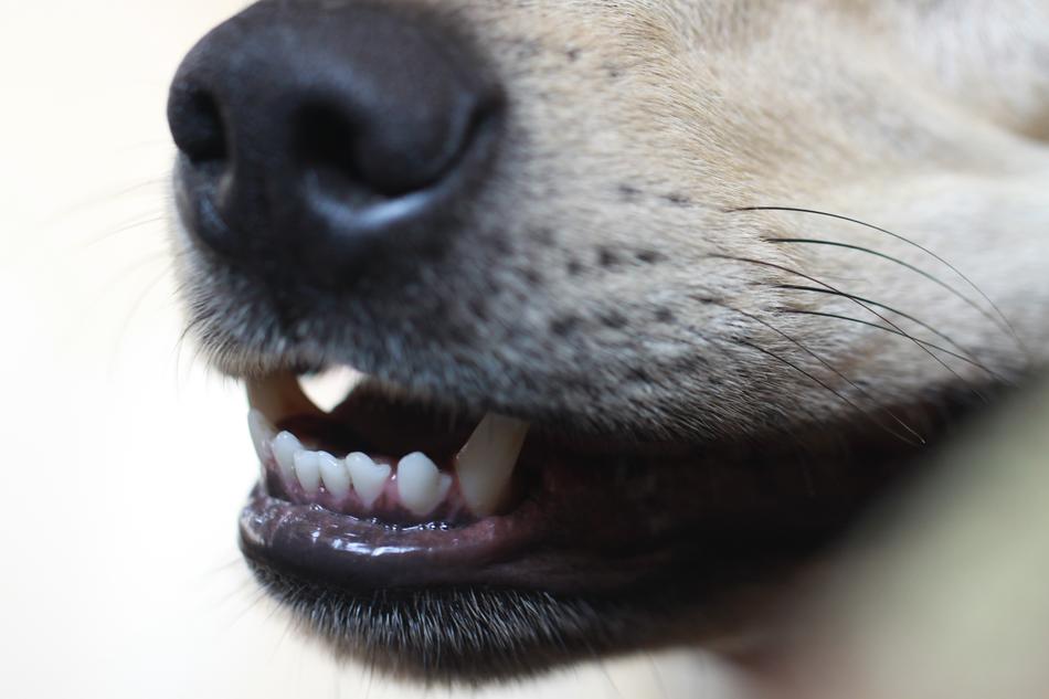 Dog Animal Nature