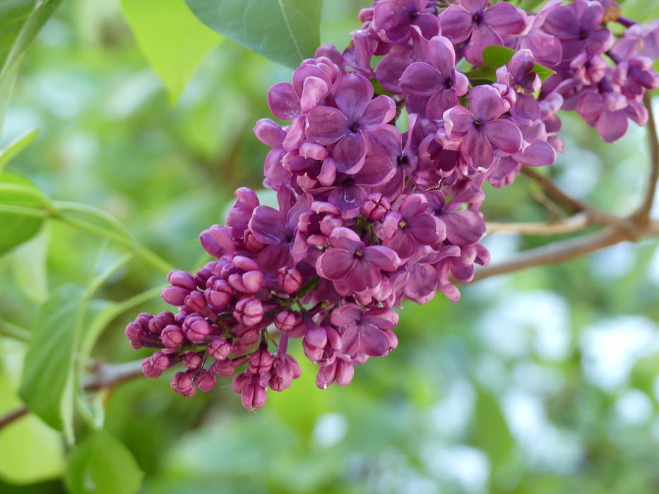 lilac blossom bush