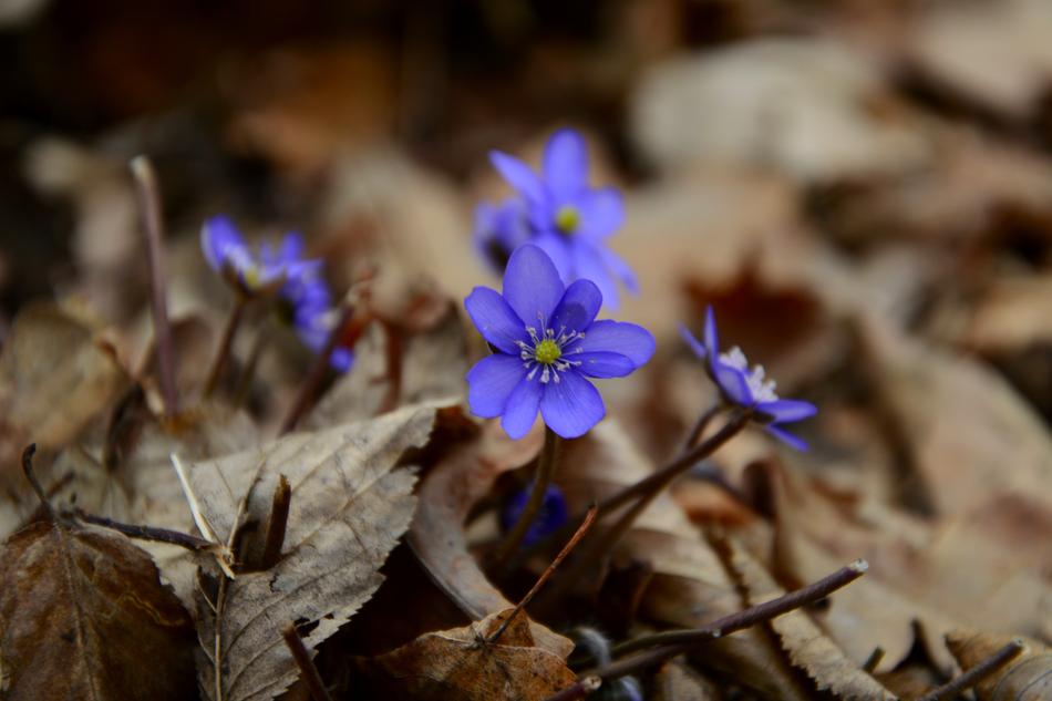Liverwort Foliage in Forest