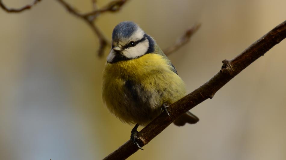 Chickadee Tit