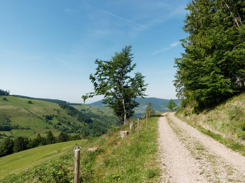 Black Forest in Schwarzwald Germany