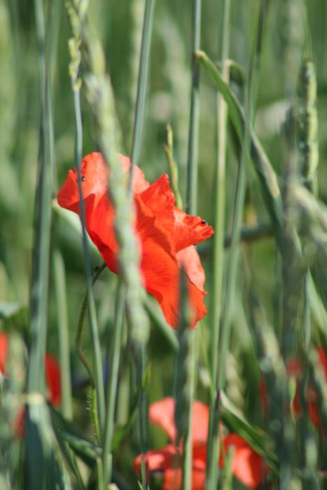 red poppies in green grass