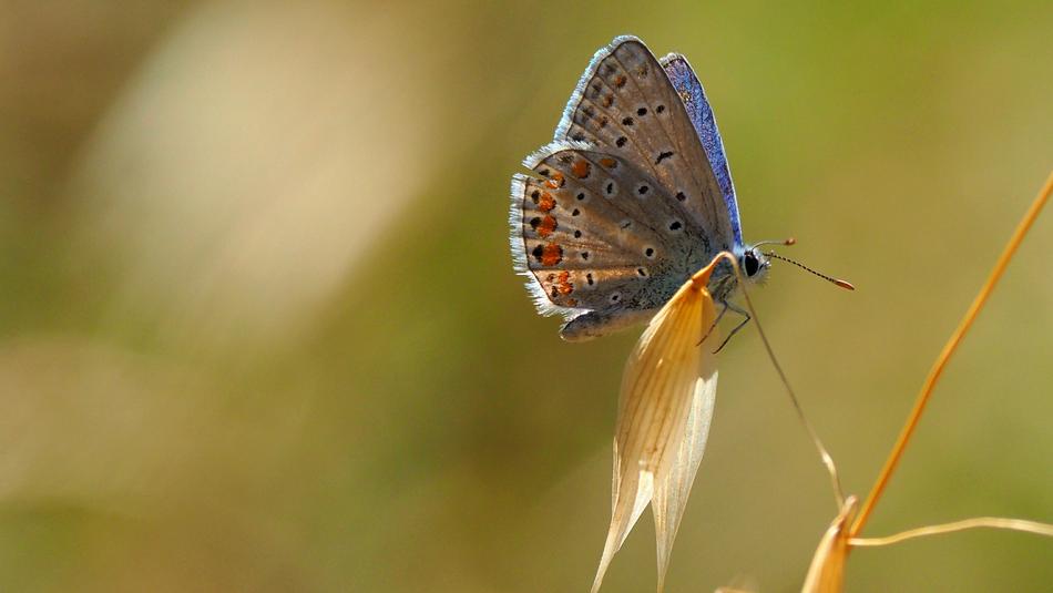 the big butterfly on the branch is beautiful