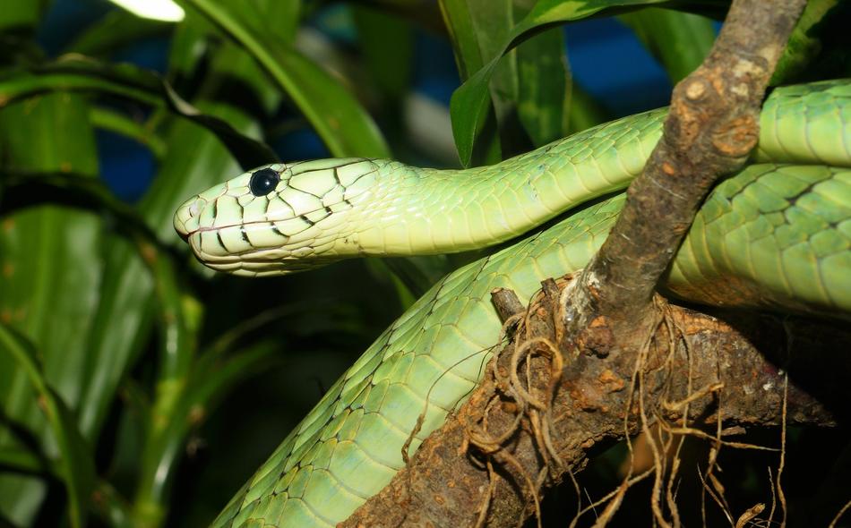 green snake in the branches